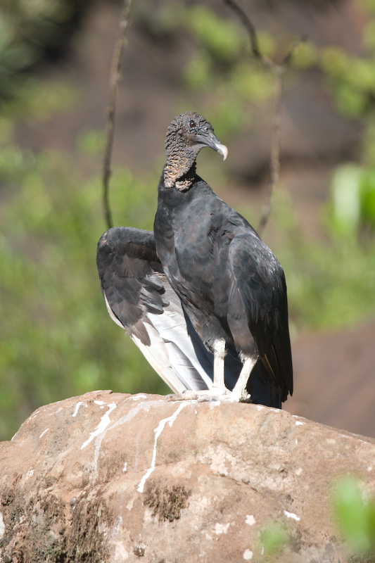 Black Vulture